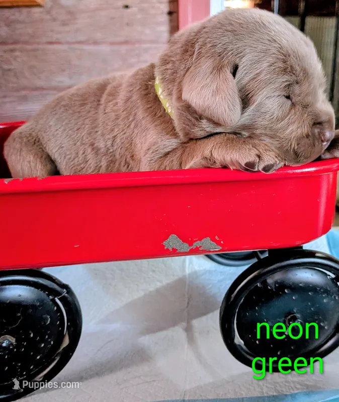 Levi – Labrador Retriever puppy for sale in Rushville, IL