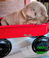 Levi, a male Labrador Retriever for sale in Rushville, IL – 2 of 7