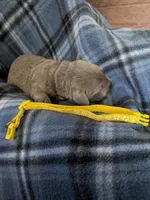 Yellow, a male Labrador Retriever for sale in Rushville, IL – 3 of 3