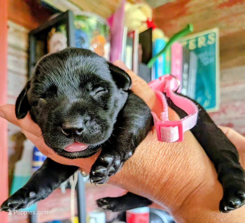 Light pink – Labrador Retriever puppy for sale in Rushville, IL