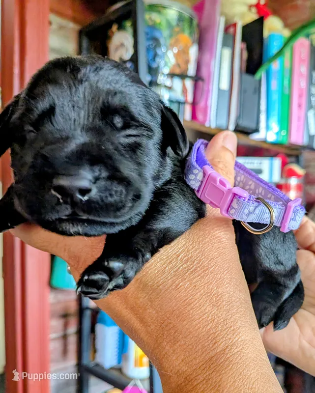 Purple – Labrador Retriever puppy for sale in Rushville, IL