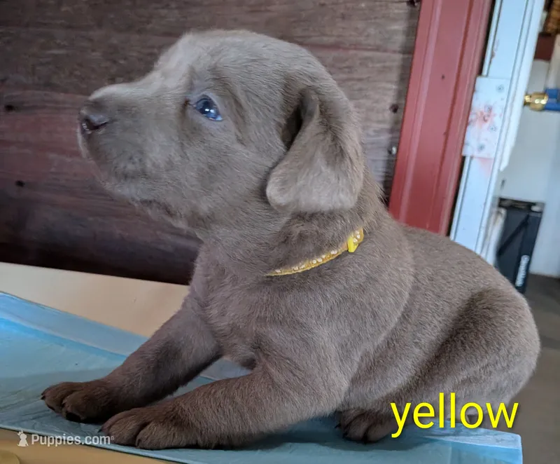River – Labrador Retriever puppy for sale in Rushville, IL