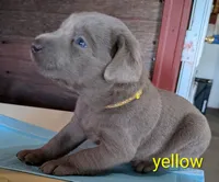 River, a male Labrador Retriever for sale in Rushville, IL – 1 of 8