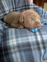 Dark Blue, a male Labrador Retriever for sale in Rushville, IL – 3 of 3