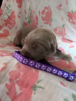 Purple, a female Labrador Retriever for sale in Rushville, IL – 2 of 3