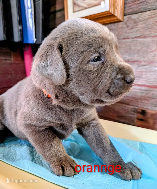 Blade – Labrador Retriever puppy for sale in Rushville, IL