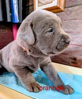 Gunner, a male Labrador Retriever for sale in Rushville, IL – 1 of 9