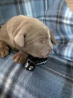 Black, a male Labrador Retriever for sale in Rushville, IL – 1 of 2