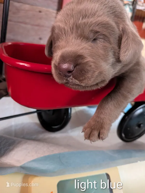 Gunner – Labrador Retriever puppy for sale in Rushville, IL