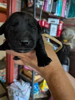 Yellow, a male Labrador Retriever for sale in Rushville, IL – 4 of 7