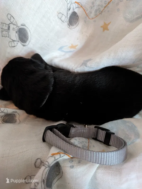 Gray – Labrador Retriever puppy for sale in Rushville, IL