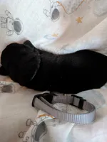Gray, a male Labrador Retriever for sale in Rushville, IL – 1 of 3