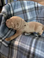 Boomer, a male Labrador Retriever for sale in Rushville, IL – 3 of 3