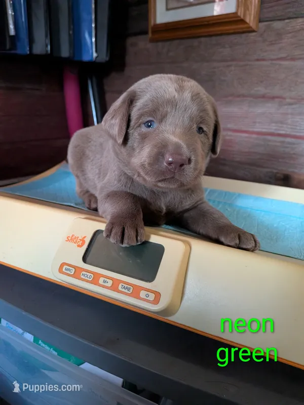 Levi – Labrador Retriever puppy for sale in Rushville, IL