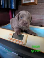 Levi, a male Labrador Retriever for sale in Rushville, IL – 1 of 7