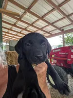 Yellow, a male Labrador Retriever for sale in Rushville, IL – 3 of 7