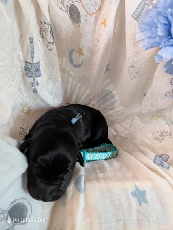 Light blue – Labrador Retriever puppy for sale in Rushville, IL