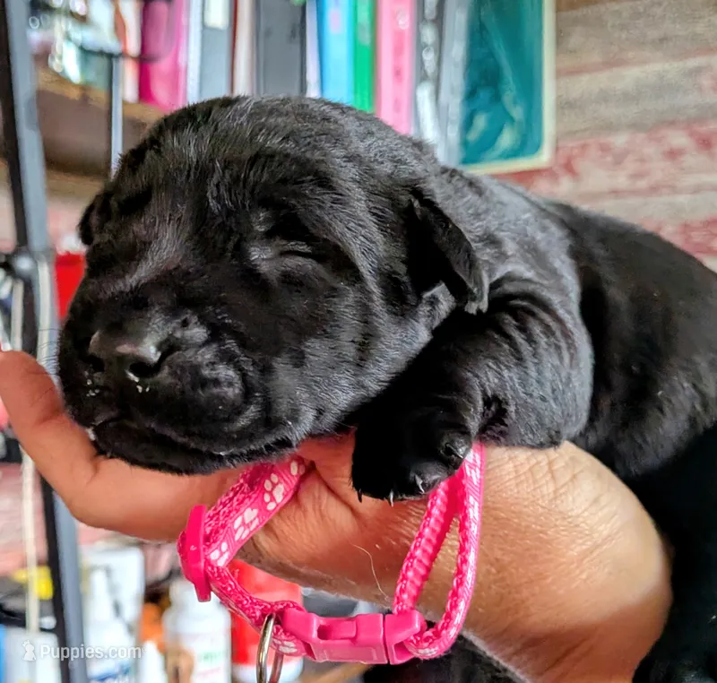 Dark pink – Labrador Retriever puppy for sale in Rushville, IL