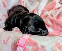 Light pink, a female Labrador Retriever for sale in Rushville, IL – 1 of 2