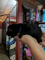 Navy, a male Labrador Retriever for sale in Rushville, IL – 3 of 7