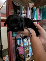 Gray, a male Labrador Retriever for sale in Rushville, IL – 3 of 6