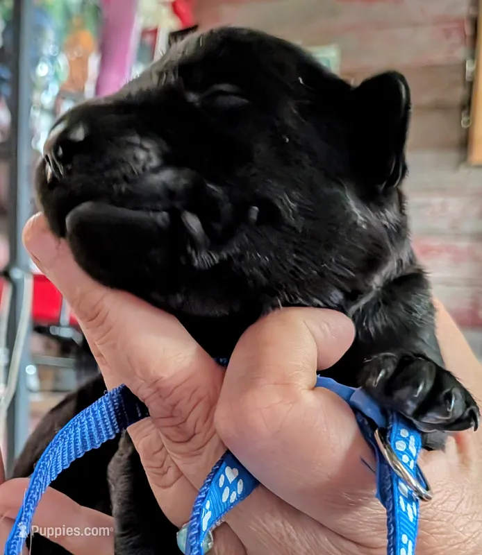 Navy – Labrador Retriever puppy for sale in Rushville, IL