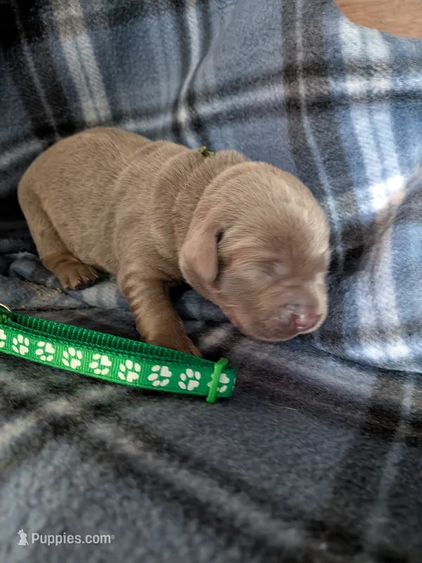 Dark green – Labrador Retriever puppy for sale in Rushville, IL