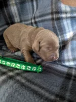 Dark green, a male Labrador Retriever for sale in Rushville, IL – 1 of 3
