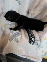Dark green, a male Labrador Retriever for sale in Rushville, IL – 1 of 3