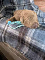 Light Blue, a male Labrador Retriever for sale in Rushville, IL – 2 of 3