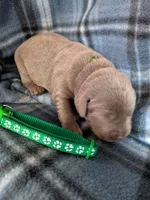Dark green, a male Labrador Retriever for sale in Rushville, IL – 2 of 3