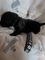 Dark green, a male Labrador Retriever for sale in Rushville, IL – 3 of 3