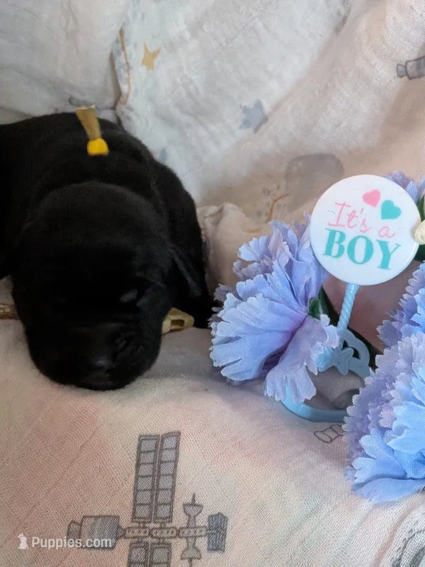Yellow – Labrador Retriever puppy for sale in Rushville, IL