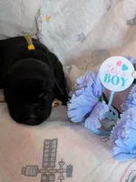 Yellow, a male Labrador Retriever for sale in Rushville, IL – 1 of 2