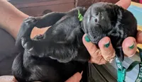 Dark green, a male Labrador Retriever for sale in Rushville, IL – 4 of 4