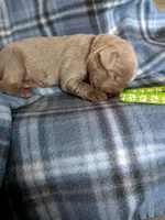 Light green, a male Labrador Retriever for sale in Rushville, IL – 3 of 3