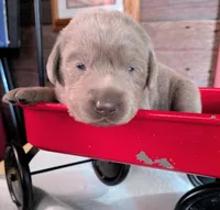 River, a male Labrador Retriever for sale in Rushville, IL – 4 of 8