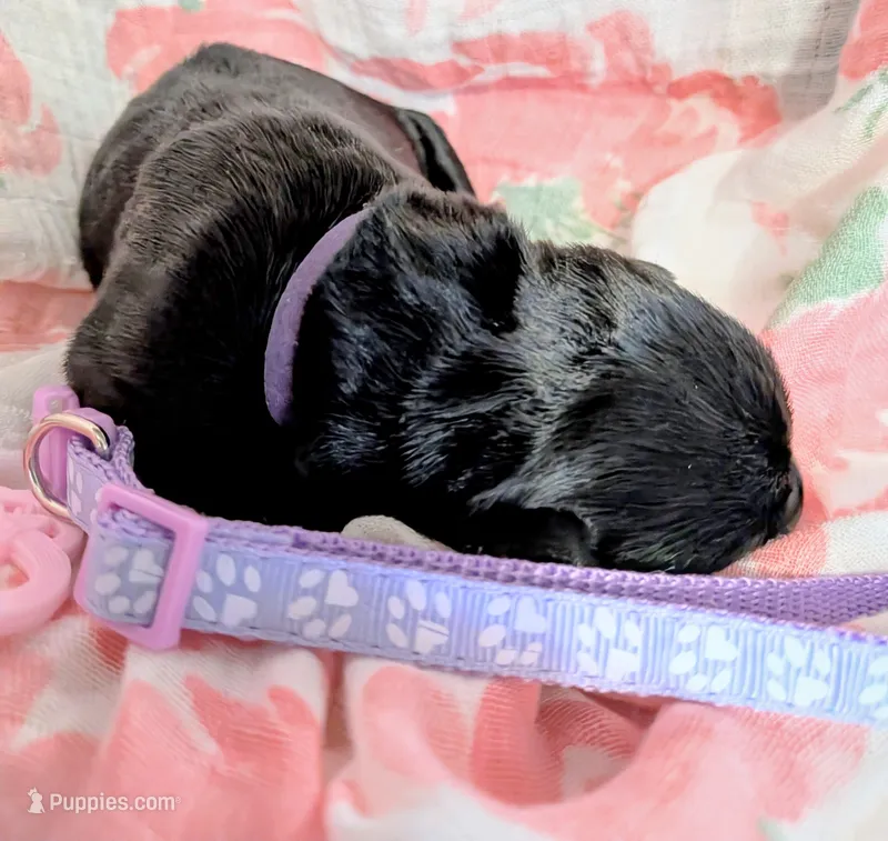 Purple – Labrador Retriever puppy for sale in Rushville, IL
