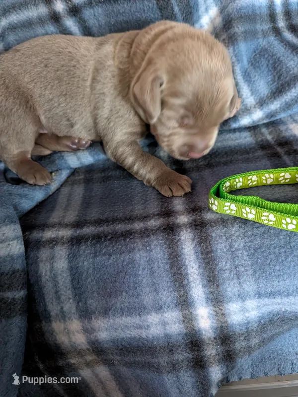 Light green – Labrador Retriever puppy for sale in Rushville, IL
