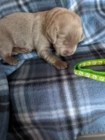Light green, a male Labrador Retriever for sale in Rushville, IL – 1 of 3