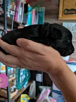 Light blue, a male Labrador Retriever for sale in Rushville, IL – 3 of 7