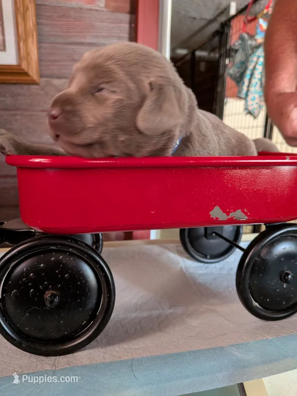 Bullet – Labrador Retriever puppy for sale in Rushville, IL