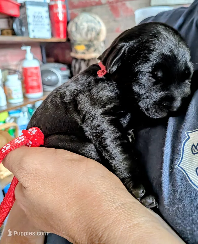 Red – Labrador Retriever puppy for sale in Rushville, IL