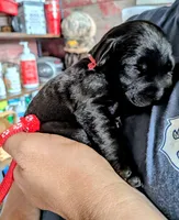 Red, a male Labrador Retriever for sale in Rushville, IL – 1 of 4