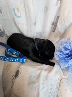 Navy, a male Labrador Retriever for sale in Rushville, IL – 2 of 2