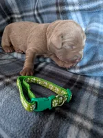Light green, a male Labrador Retriever for sale in Rushville, IL – 2 of 3