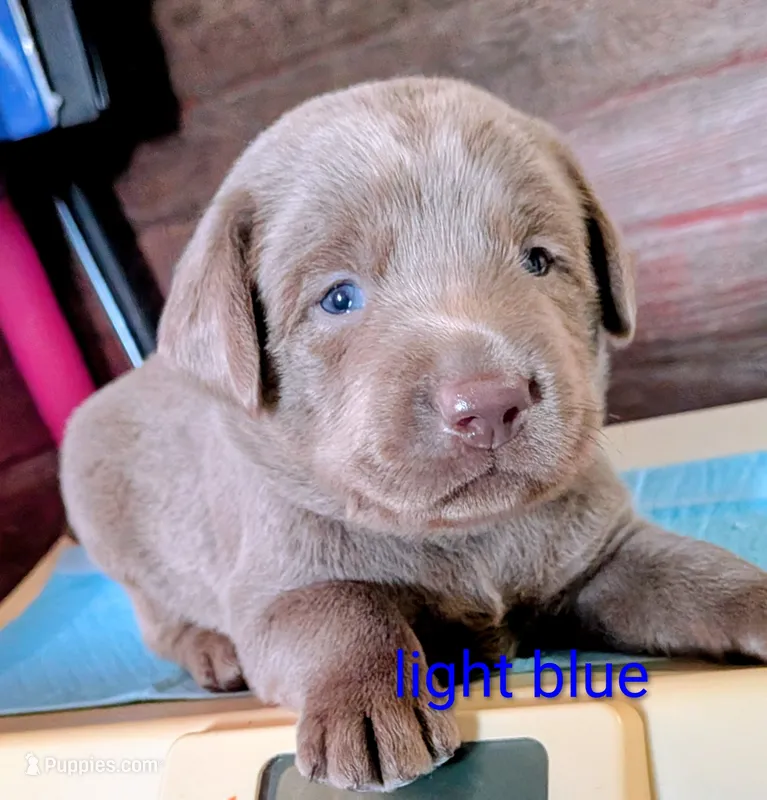Gunner – Labrador Retriever puppy for sale in Rushville, IL