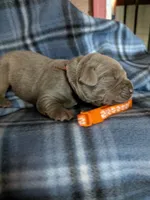 Orange, a male Labrador Retriever for sale in Rushville, IL – 2 of 3