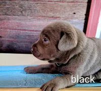 Boomer, a male Labrador Retriever for sale in Rushville, IL – 3 of 5