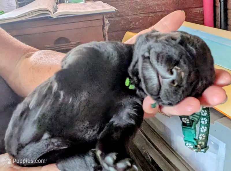 Dark green – Labrador Retriever puppy for sale in Rushville, IL